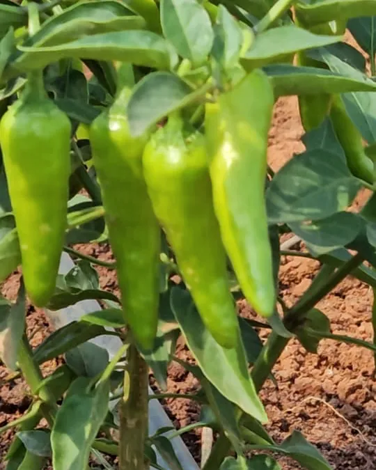 Piments, vus de près
