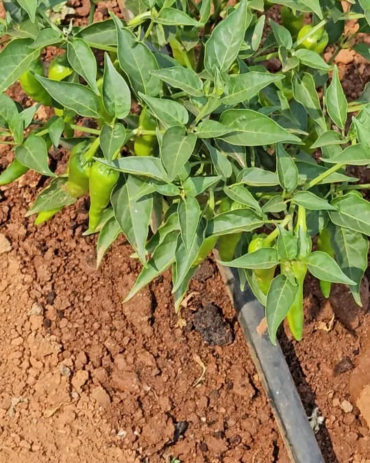 Plants de piments le long d'une gaine goutte-à-goutte